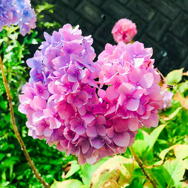 はなだのアバター