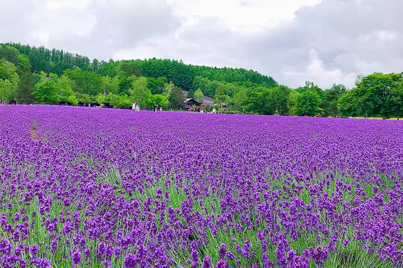 屋外, 草, フィールド, 工場 が含まれている画像
自動的に生成された説明