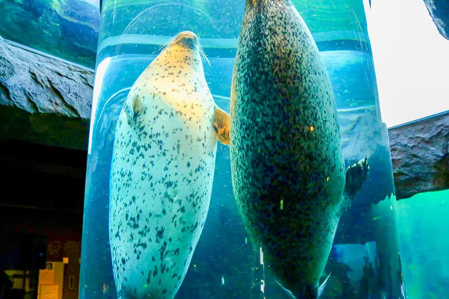 asahiyamazoo_001.jpg.webp